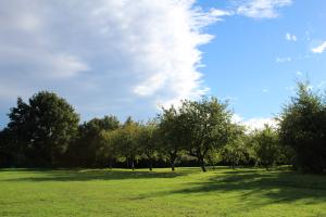 Trees and green grass with blue sky