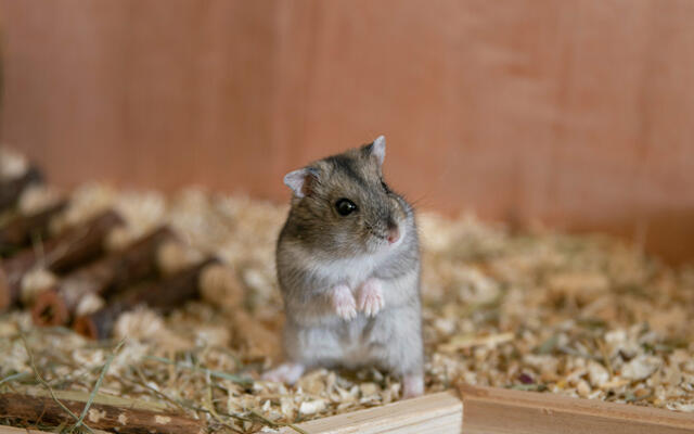 Hampster
